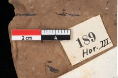 Foto (Detailansicht) von Glyptostrobus ungeri Heer (NHMW-GEO-2024-0188-0189)